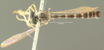 Media type: image;   Entomology 12740 Aspect: habitus dorsal view